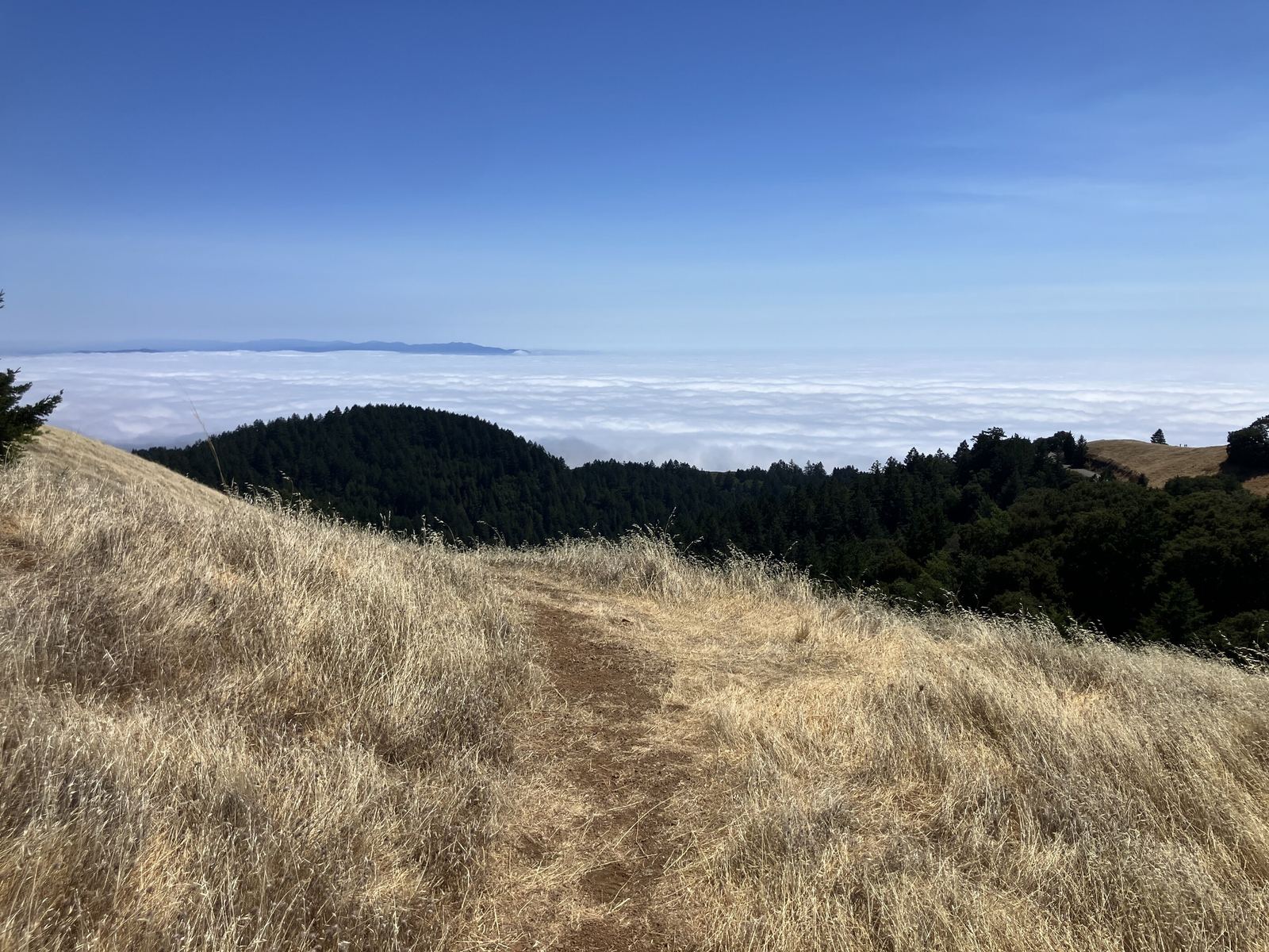Golden summer grass and a trail on the west side of Mount Tamalpais, the marine layer over the Pacific below